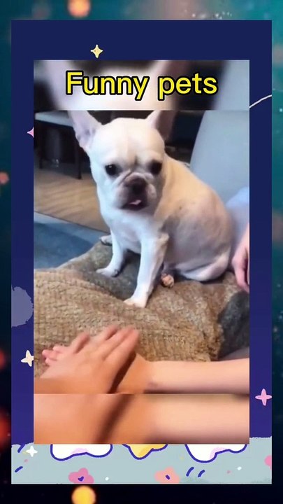 Naughty dog Naughty Animals Playing | Dogs and Cats Videos | Funny Videos Of 2023