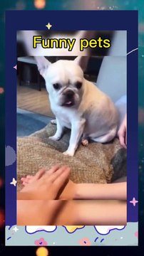 Naughty dog Naughty Animals Playing | Dogs and Cats Videos | Funny Videos Of 2023