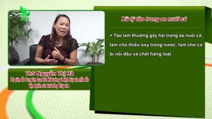 Xử lý hiện tượng nước ao nuôi cá có nhiều tảo xanh