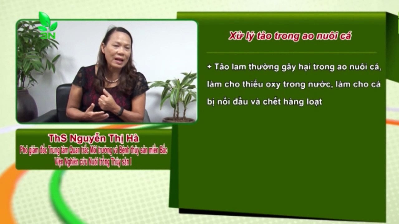 Xử lý hiện tượng nước ao nuôi cá có nhiều tảo xanh