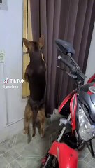 Perrito no contuvo sus ganas de jugar pese a estar castigado