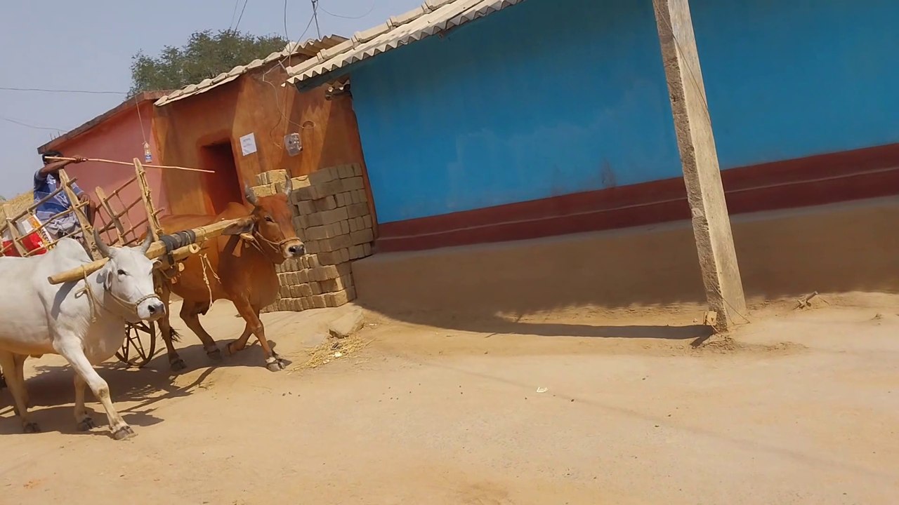 Jharkhand राज्य के एक adivasi transport, ek बैलगाड़ी है