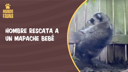 Acto de bondad: hombre rompe una cerca para rescatar a un mapache bebé