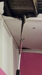 Penemuan 4 Ular Python besar di rumah warga