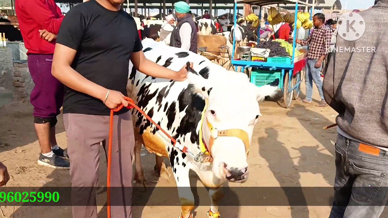 Dabwali Mandi