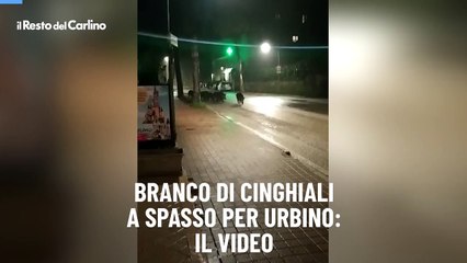 Branco di cinghiali a spasso per Urbino: il video