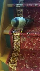 Pet Pigeon Slowly Descends Stairs