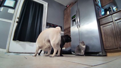 Pug Plays With Robot Camera