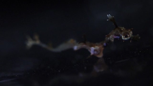 Nacen más de 70 ejemplares de dragones marinos en el Birch Aquarium de California