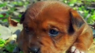 cute baby dog animals lover video A beautiful moment