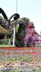 Beautiful and Stylish Miracle garden Dubai.