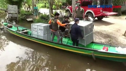 Tertangkap di Kebun Sawit, Indukan dan Anak Orangutan Dilepasliarkan ke Habitatnya