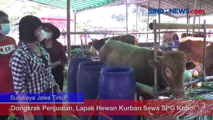 Dongkrak Penjualan, Lapak Hewan Kurban Sewa SPG Koboi
