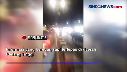 Sapi Kurban Lepas dan Berlarian di Jalan Soekarno Hatta Payakumbuh