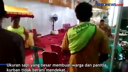 Lepas dari Ikatan, Sapi Kurban Ngamuk dan Masuk ke Acara Nikahan Warga