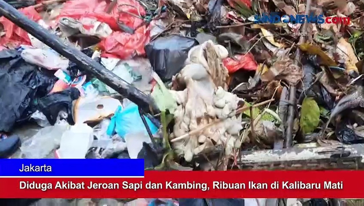 Diduga Akibat Jeroan Sapi dan Kambing, Ribuan Ikan di Kalibaru Mati