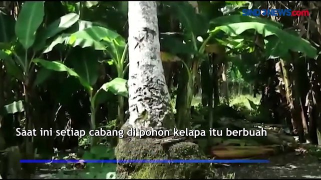 Heboh Pohon Kelapa Bercabang 4 di Pandeglang, Buahnya Jadi Rebutan