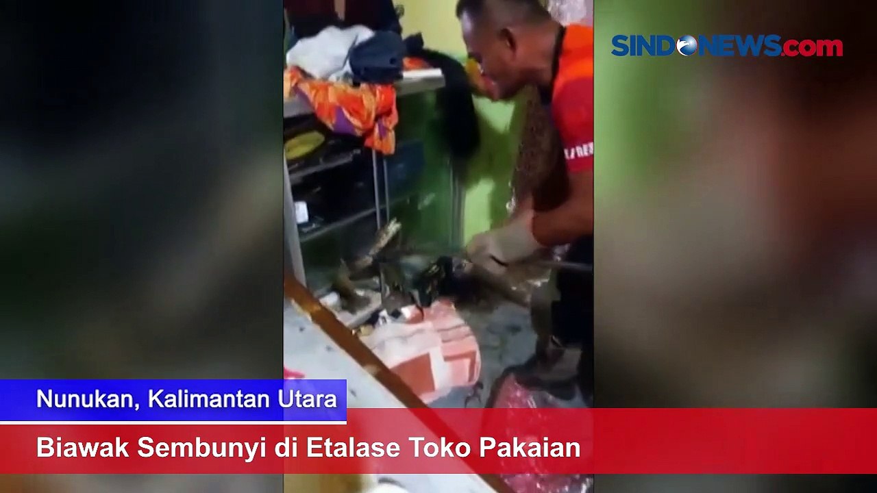 Biawak Sembunyi di Etalase Toko Pakaian