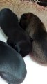 Puppies sleeping 