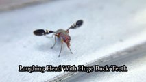 Picture Wing Fly's Mouth Looks Like Laughing Head with Buck Teeth