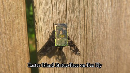 Tiger Bee Fly Back Looks like Face of Easter Island Statue