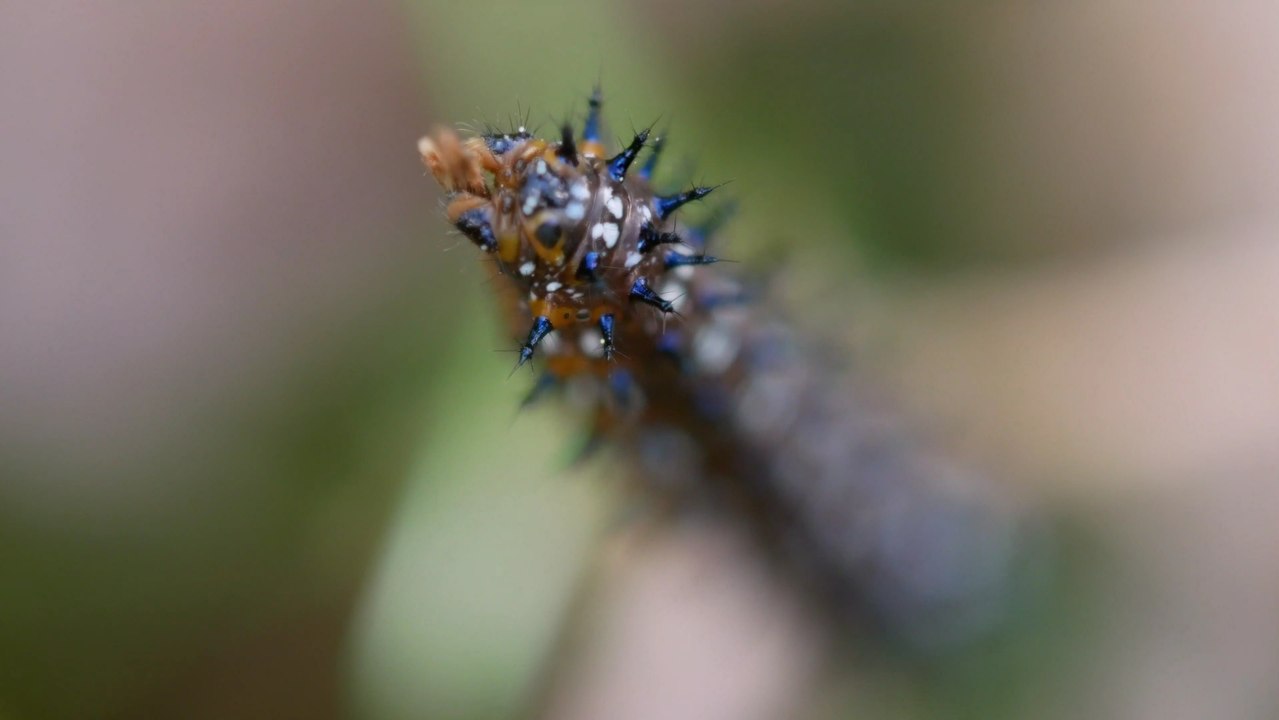 Blue Spiked Caterpillar Focus Pull