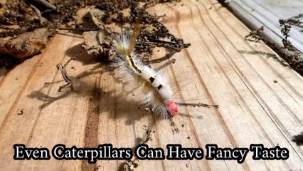 Fancy Taste of White Tussock Moth Caterpillar "Clothing"