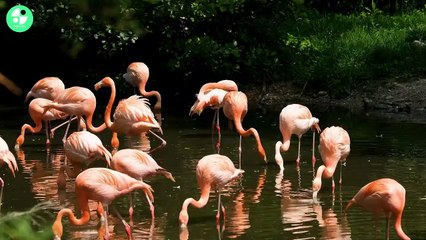 Beautiful Groups of Great Egrets Birds in lake 2023