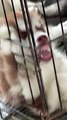 Husky Puppy Sleeps With a Funny Face