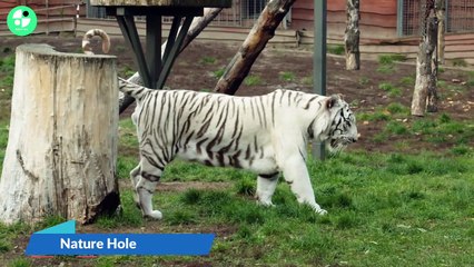 Beautiful and Amazing White tiger video in Zoo 2023