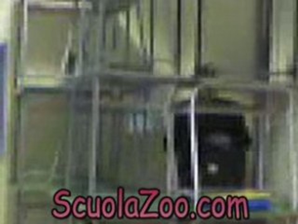 Pesce d'aprile youtube