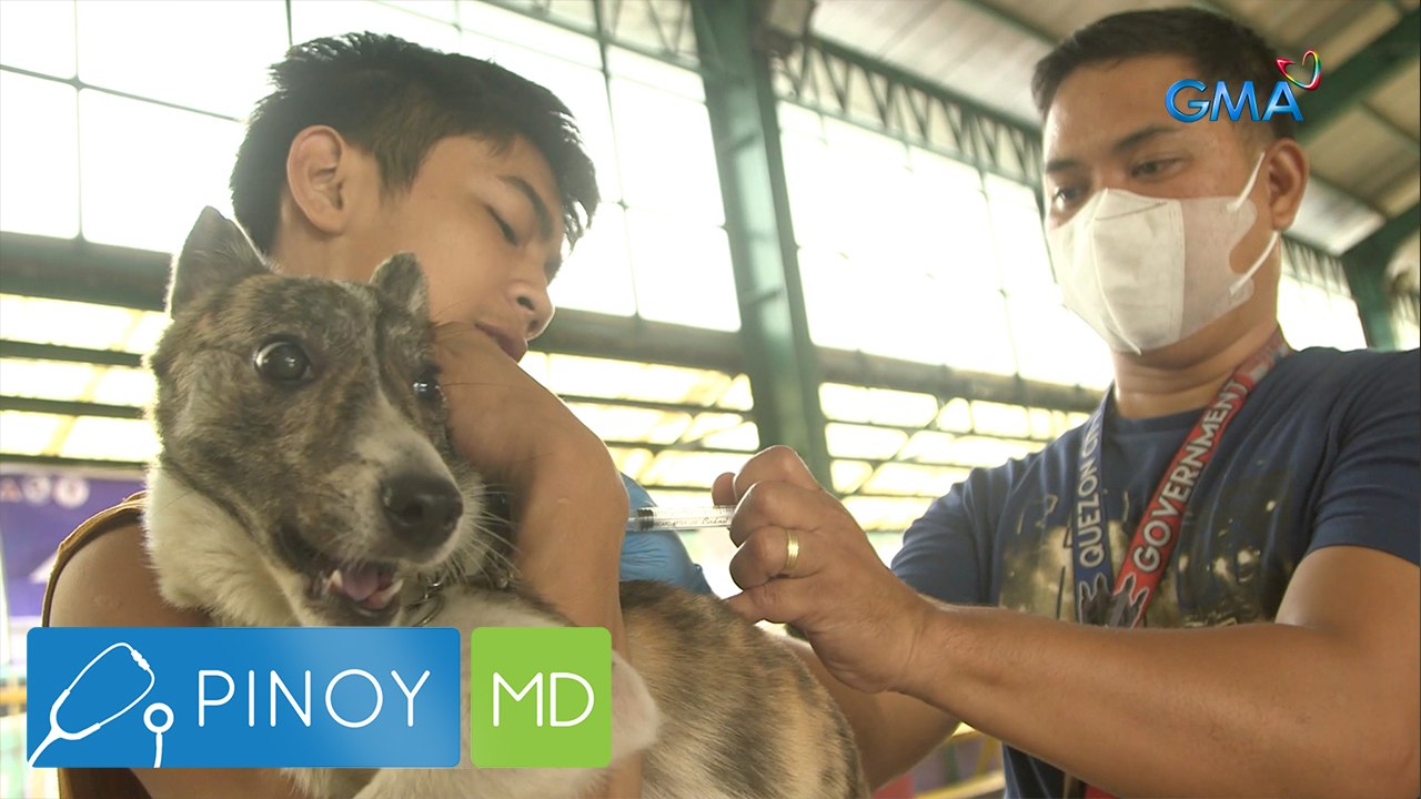 Bakit importanteng magpaturok ng anti-rabies vaccine? | Pinoy MD ...