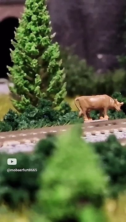 Diesellok entgleist wegen kuh