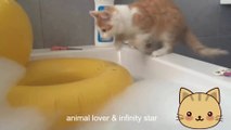 Animals For Kids | Animals Funny Video | Dog And Cat fighting | Animal Lover & Infinity Star