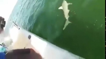 شاهد سمكة ضحمه تلتهم حوت