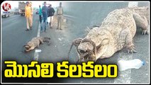 Crocodile Spotted In VijayaPura, Forest Officers Catch Crocodile And Left In Krishna River _V6