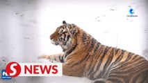 Amur tiger breeding centre in China achieves high success rate