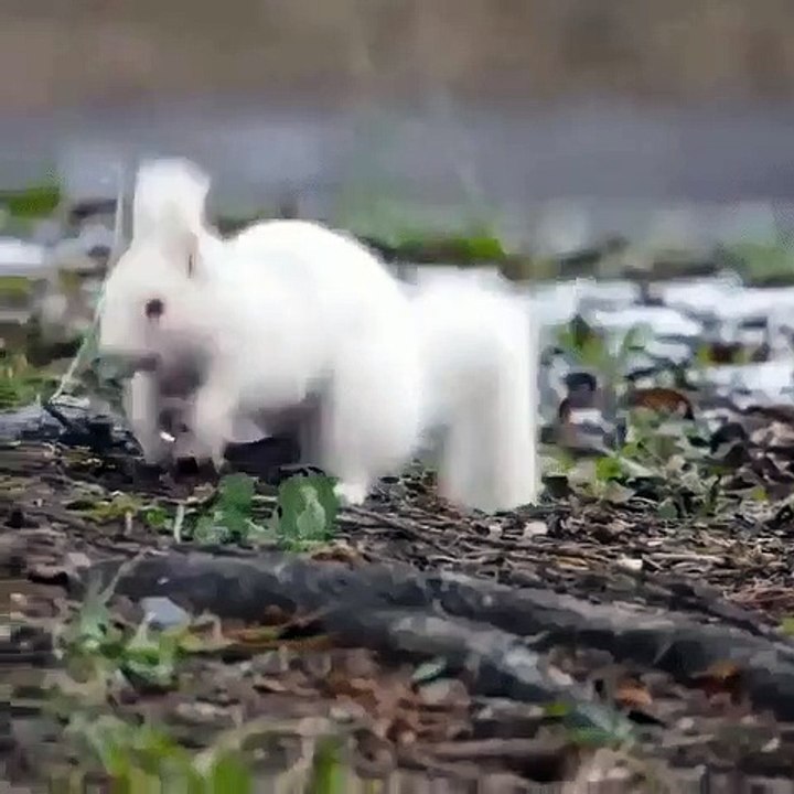Cute Squirrel