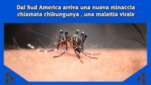 Dal Sud America arriva una nuova minaccia chiamata chikungunya , una malattia virale