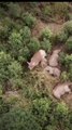 Çin'de Vahşi Asya Filleri Oynadıktan Sonra Uyurken Görüntülendi