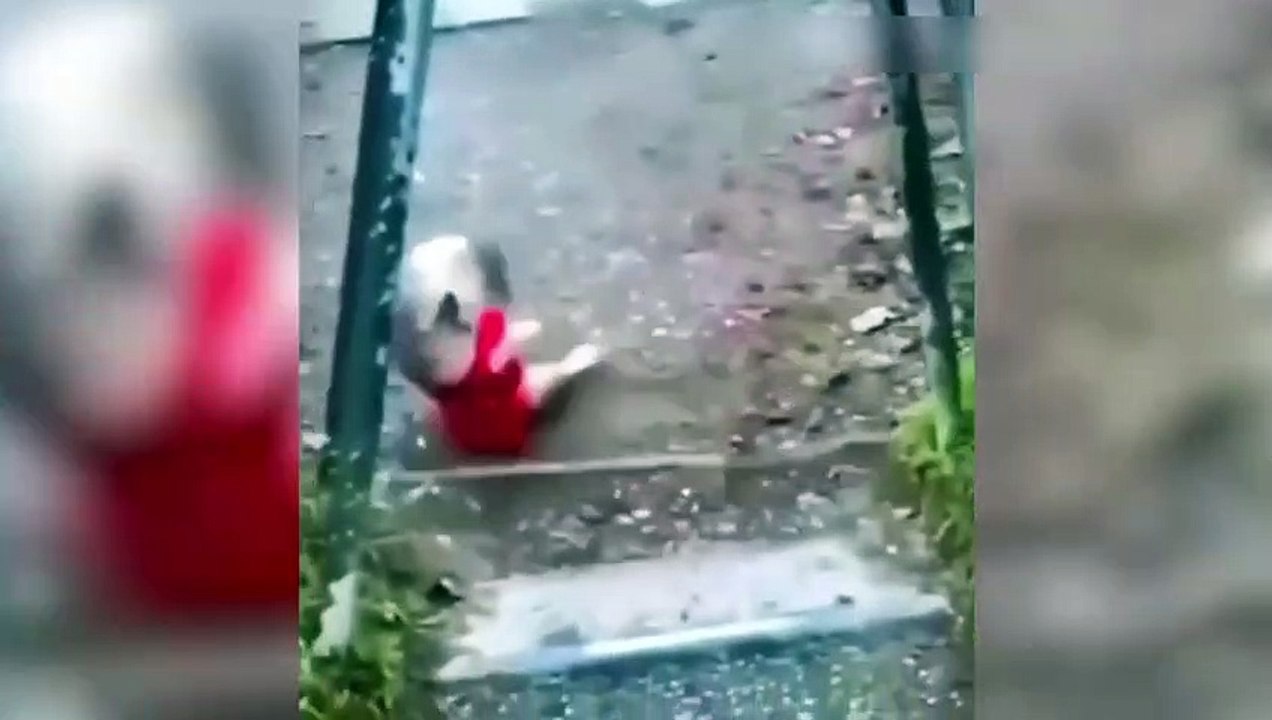 Funniest Cats And Dogs Videos  - Best Funny Animal Videos 2023  #2