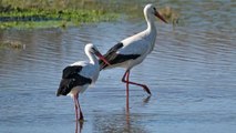Les oiseaux de la Ria Formosa  (4K-HEVC)