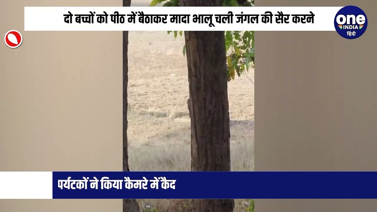दो बच्चों को पीठ में बैठाकर मादा भालू चली जंगल की सैर करने, पर्यटकों ने किया कैमरे में कैद
