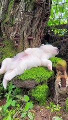 Cute baby animals lovers videos