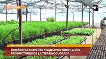 Biofábrica Misiones: sigue aportando a los productores de la tierra colorada