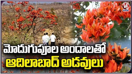 Special Story On Beauties Of Moduga Flowers In Adilabad District  | V6 News (1)
