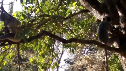 Chaos In India! Angry Monkeys Pulling Together To The Village Kill All Dogs To Avenge For Their Baby