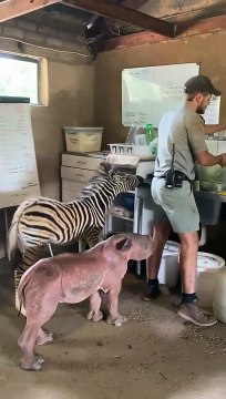 Job de rêve pour les amoureux des animaux