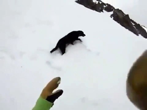 Son chien se rappellera longtemps de sa descente à ski