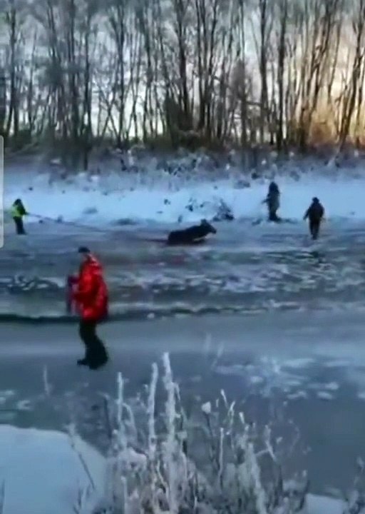 Des touristes sauvent un élan piégé sur la glace